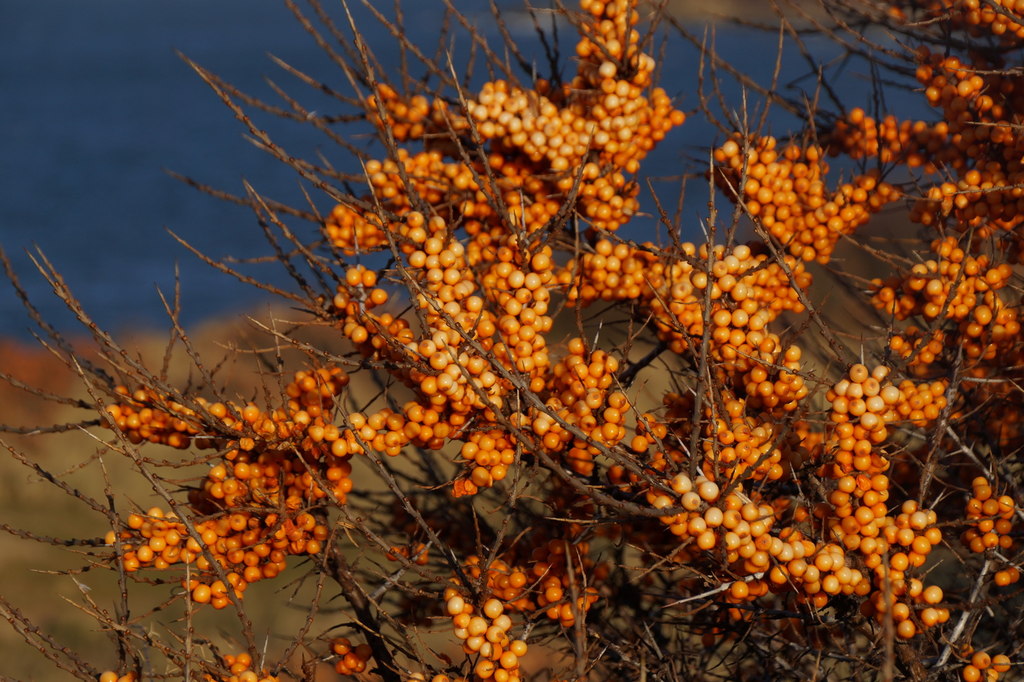 Orange sea buckthorn berries on branches